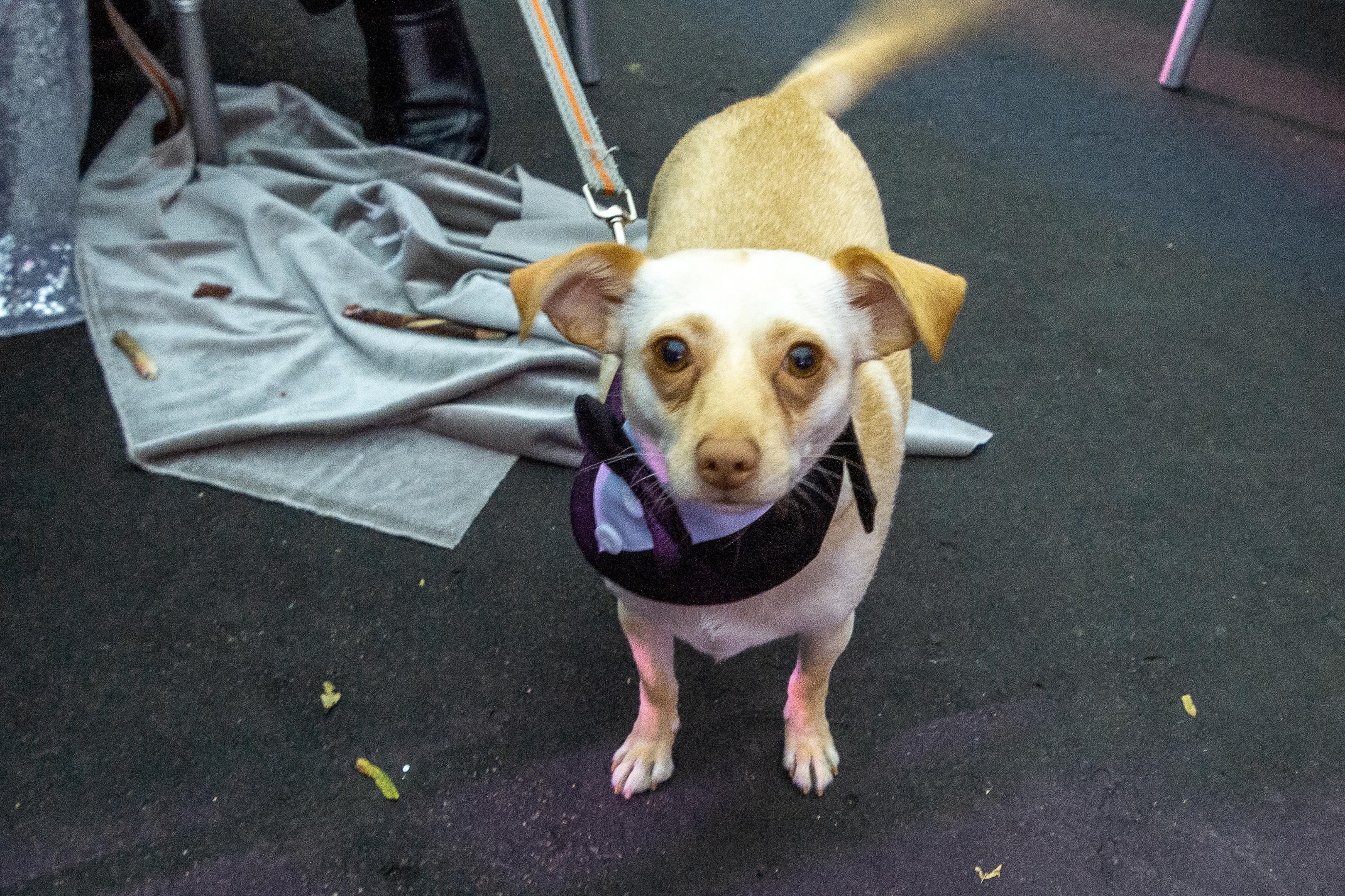 Choosing the ⁢Right Leash and Collar‍ for Your Dog