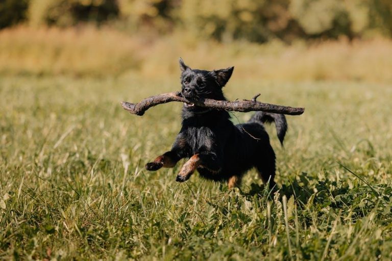 How to Boost Your Dog’s Energy with the Right Foods