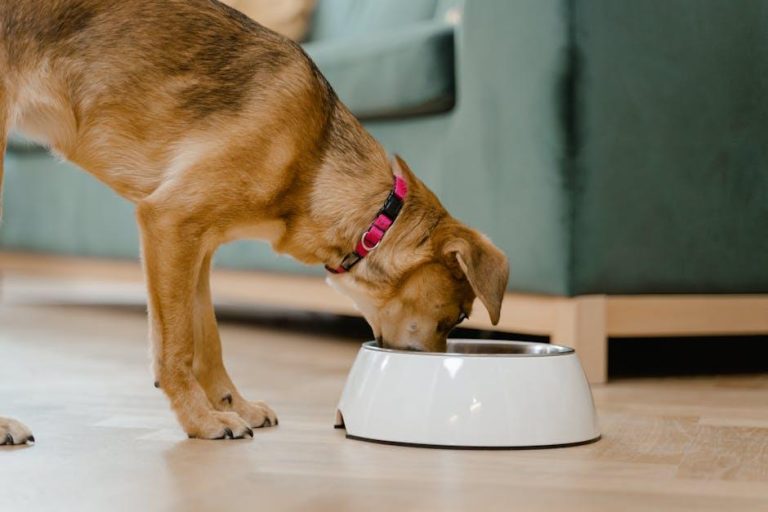 What to Feed Your Dog After Surgery