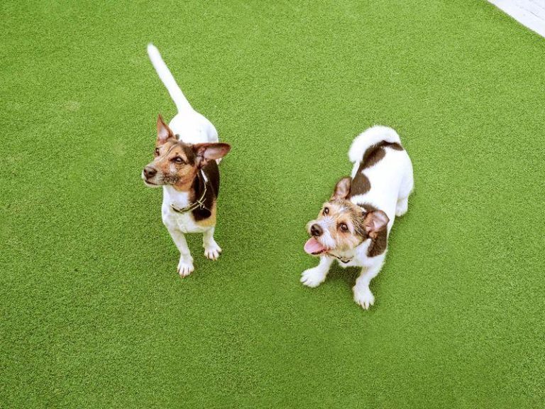 How to introduce a new dog to an existing pet