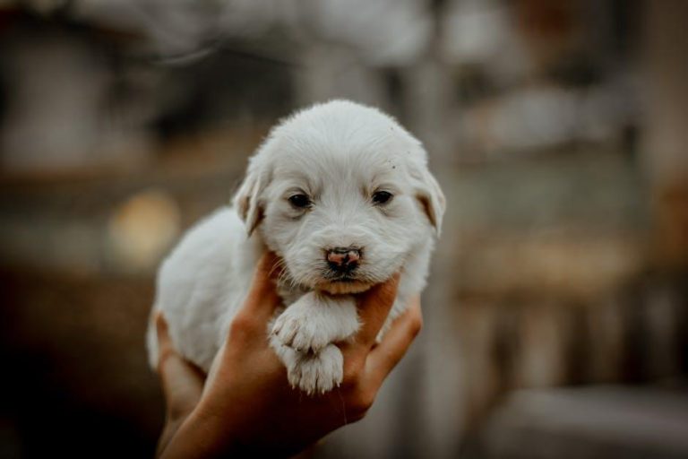 How to Feed a Growing Puppy