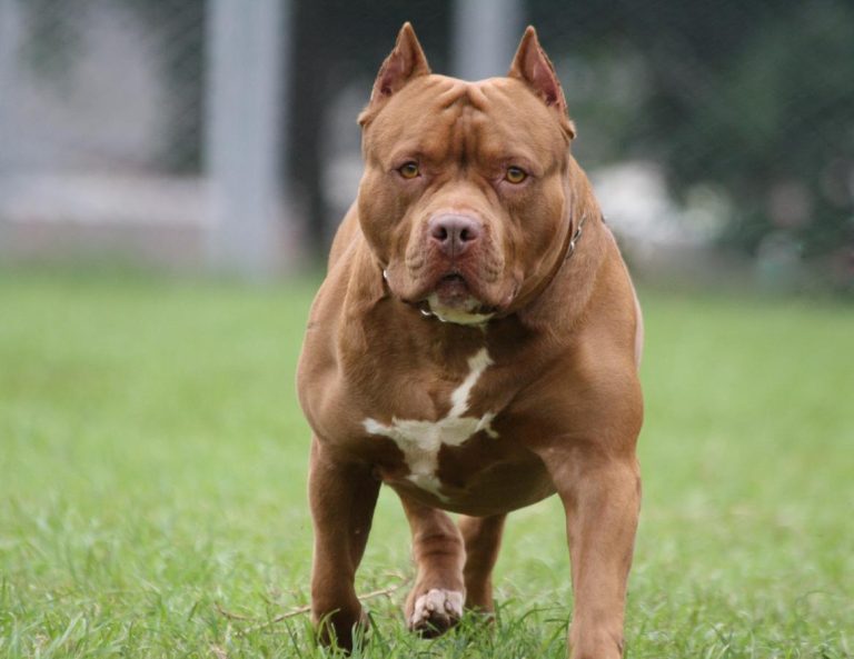 Are Certain Dog Breeds More Dangerous