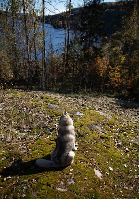 Top 10 Superfoods for Your Dog’s Health