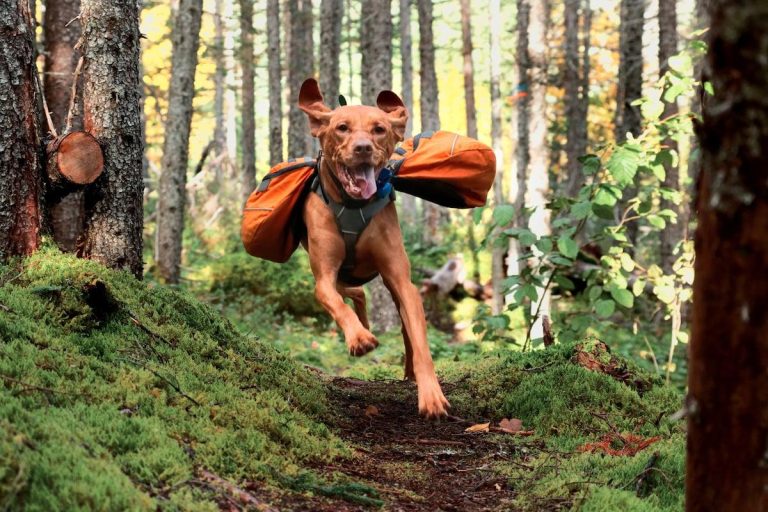 Essential Safety Gear for Hiking with Your Dog