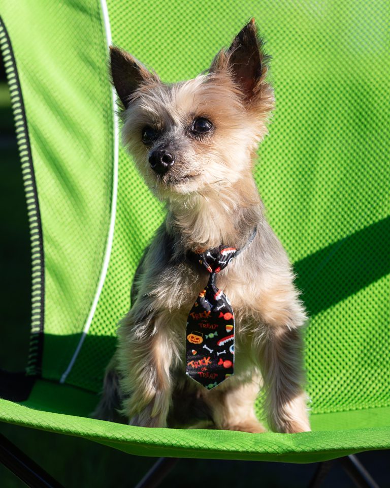 Best Practices for Grooming Your Dog at Home