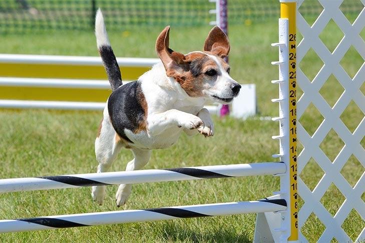 How to Train a Dog for Agility Sports