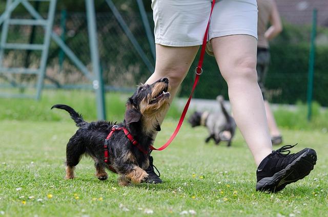 How to train a dog to be calm around visitors