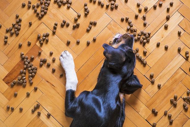 Understanding Your Dogs Allergies and Dietary Needs