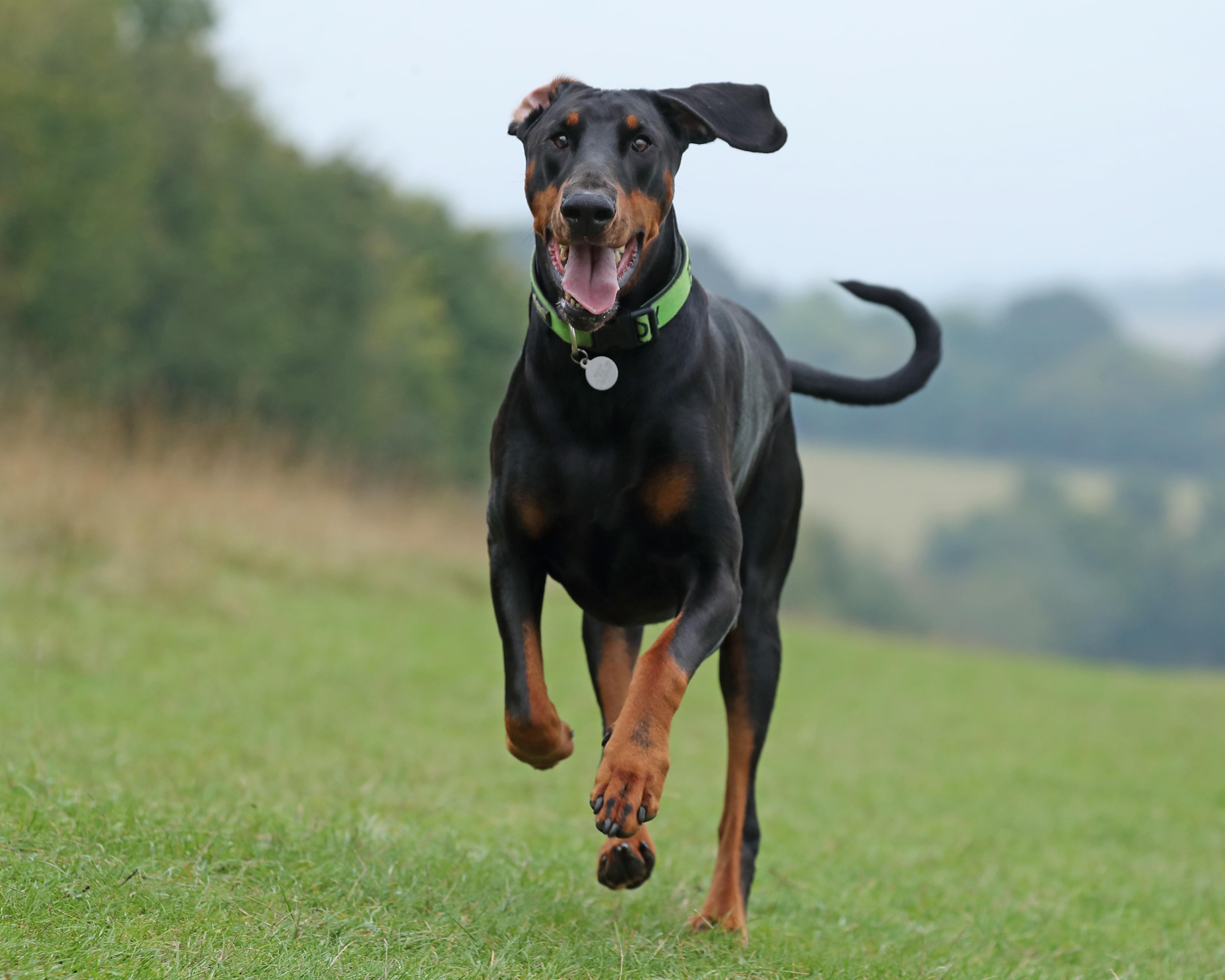 Understanding the Power of Play in Canine Learning