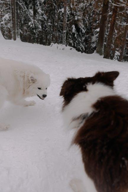 Engaging Your Dog with Interactive Play and Praise