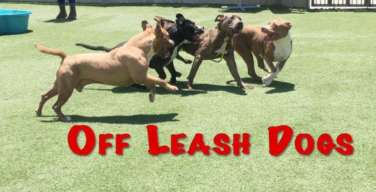 How to Safely Walk Your Dog Off Leash