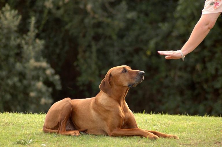 How to Train Your Dog to Not Jump on Furniture