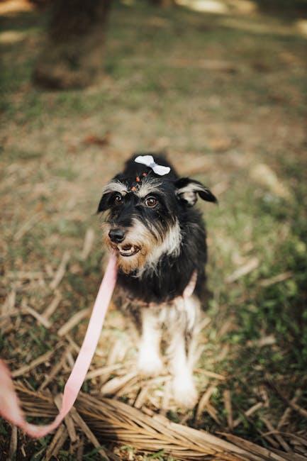 Training a dog to walk beside you without pulling