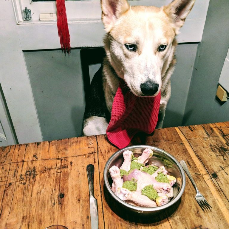 How to manage portion sizes in a dog’s diet