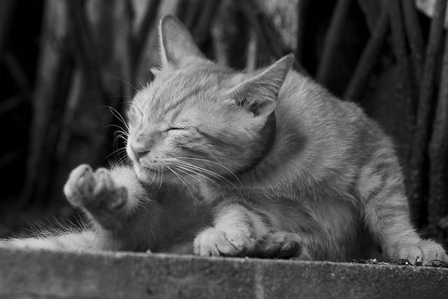 Understanding the Causes of Itchy Skin in Dogs