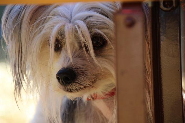 How to Introduce Toys to a Fearful Dog