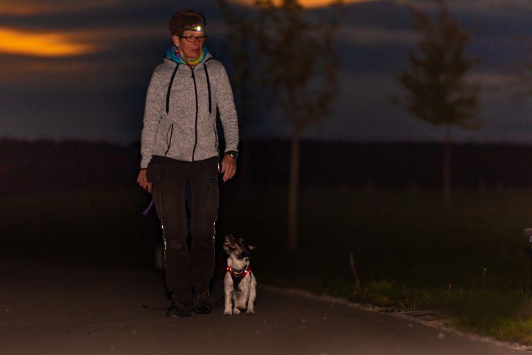 How to Safely Walk Your Dog at Night