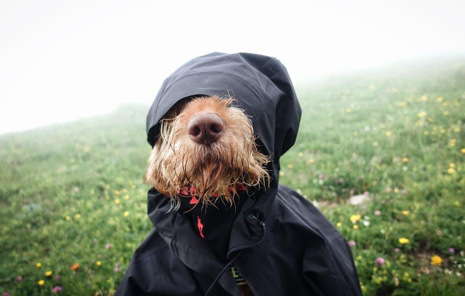 Understanding Your Dogs Coat and Shedding Cycle