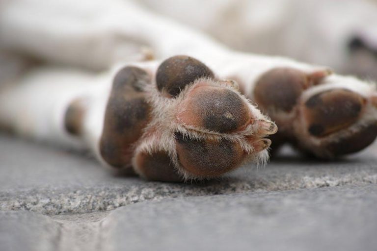 How to Clean Your Dog’s Paws During Rainy Weather