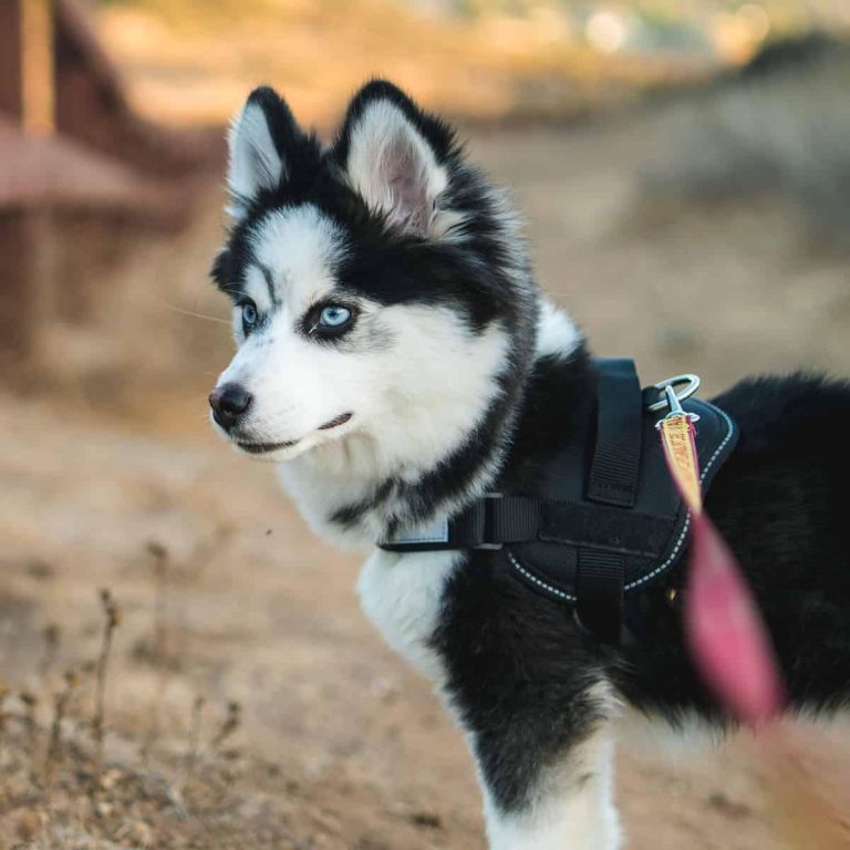 Are Designer Dog Breeds a Healthy Choice