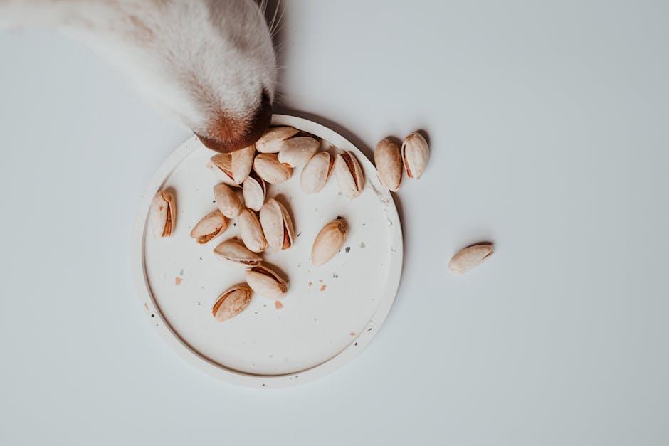 Understanding Canine Protein Needs and Plant-Based Sources