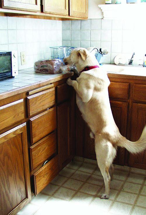 How to train a dog to stop counter surfing in the kitchen