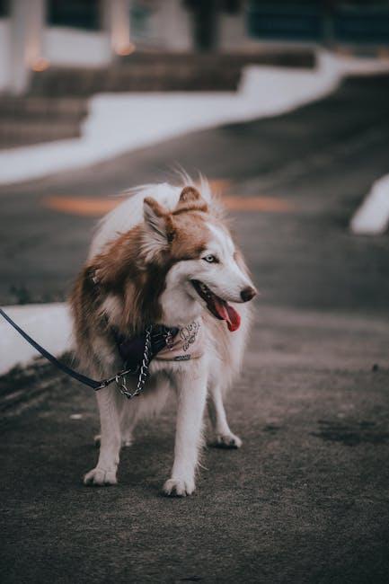 How to leash train a stubborn dog without pulling