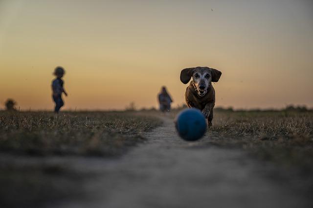 Should You Let Your Dog Play Rough with Other Dogs