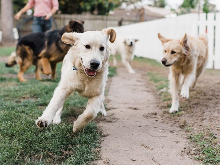 Should Dogs Be Allowed in Public Spaces Unleashed
