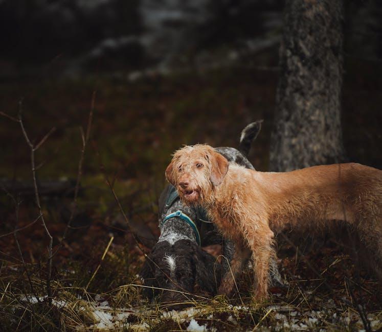 Choosing the Right Time and Place for Your Dogs New Adventure