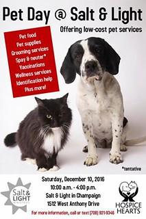 How to Prevent Fleas and Ticks During Grooming