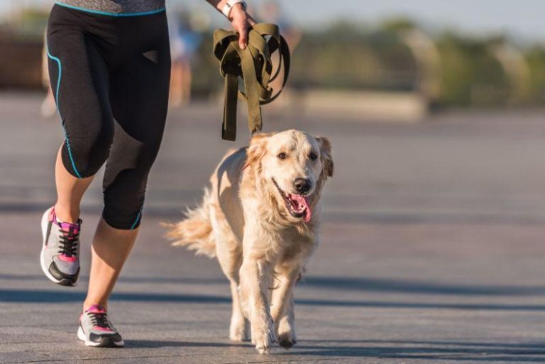 Best Ways to Ensure Your Dog Gets Enough Exercise