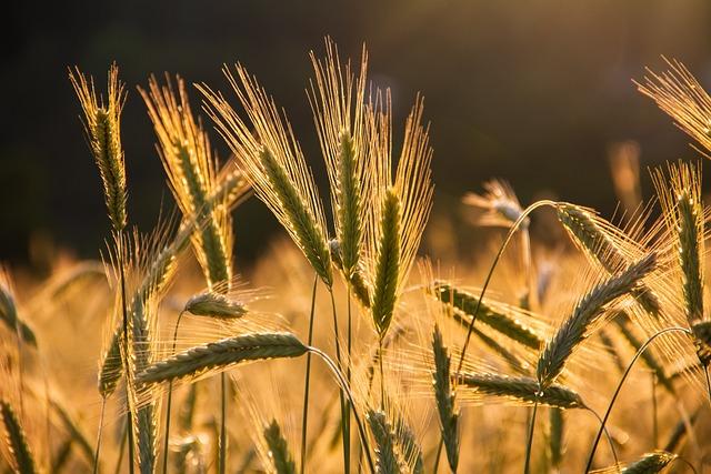 Are Grain Free Diets Linked to Heart Disease in Dogs