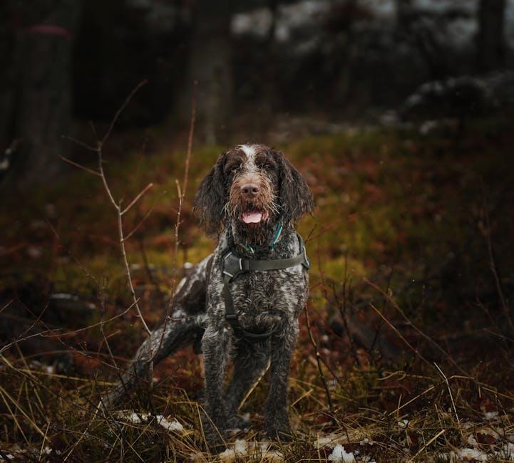 Understanding the Root Causes⁢ of Excessive Barking
