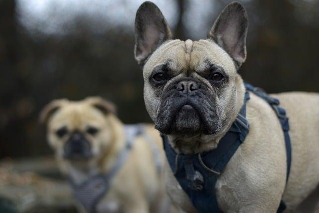 Are Dog Harnesses Better Than Collars