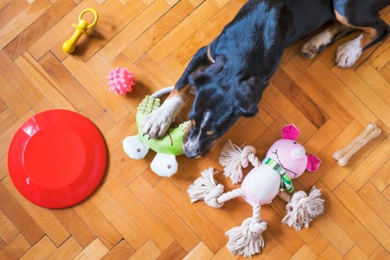 The Best Chew Toys to Keep Your Dog’s Teeth Healthy