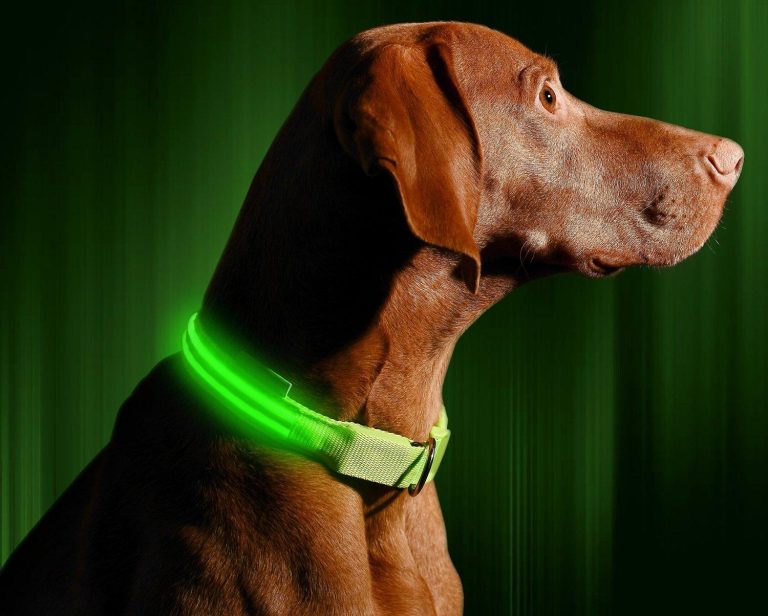 Should You Use Anti Bark Collars