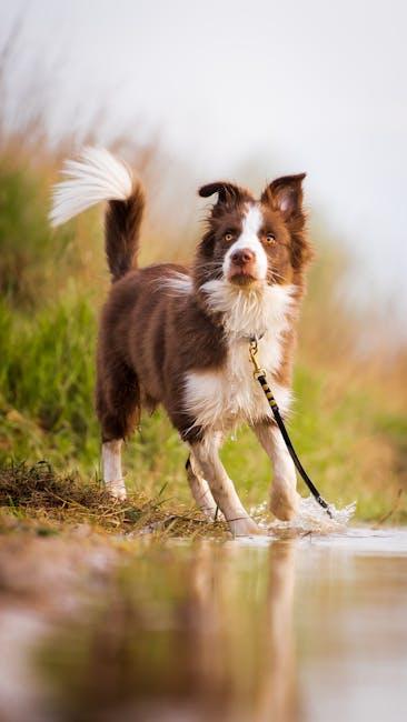 The Science Behind Effective Dog Training