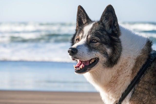 Choosing the Right Beach for Your Furry Friend