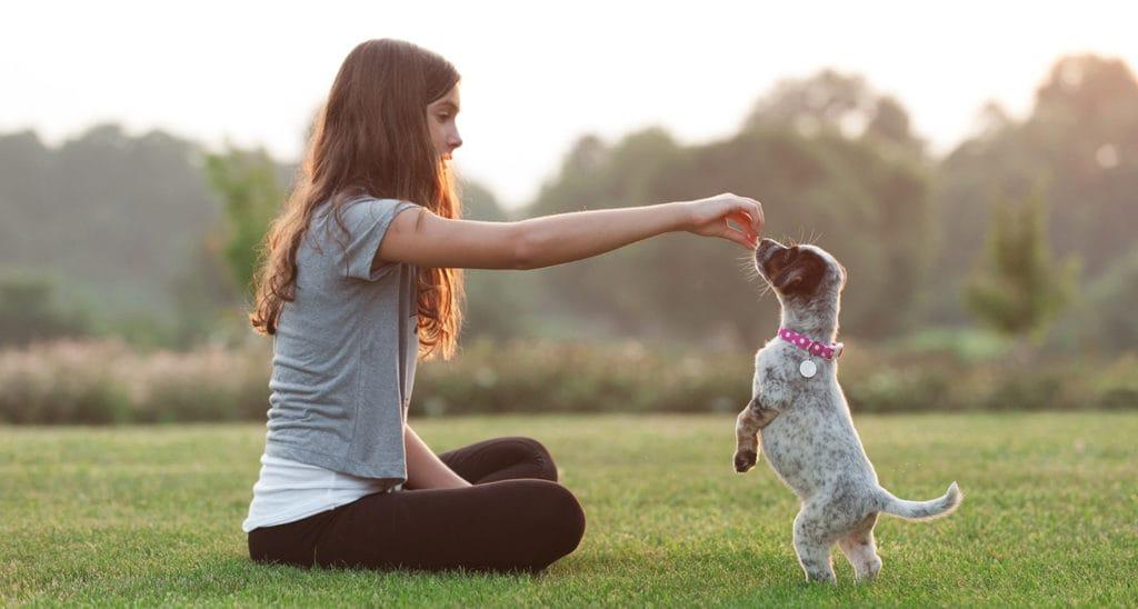 Mastering Basic Commands: Essential Training Techniques for Puppies