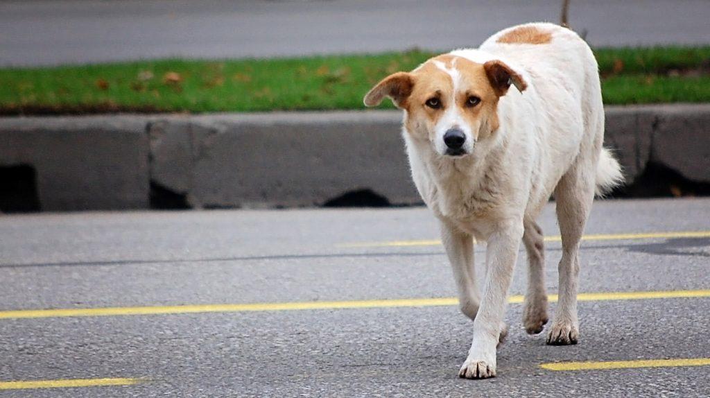 Understanding Your Dogs Behavior Near Roads