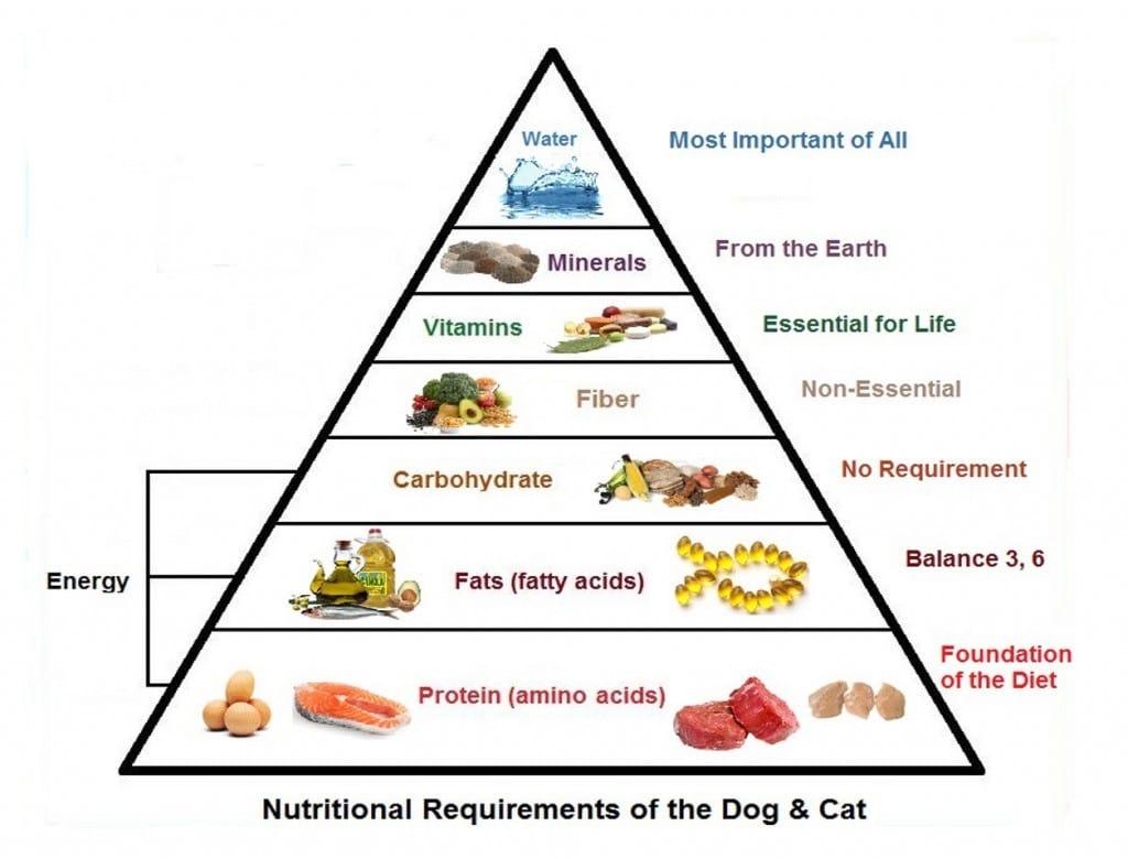 Understanding Your Dogs Dietary Needs