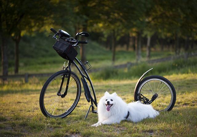 How to safely introduce your dog to water activities