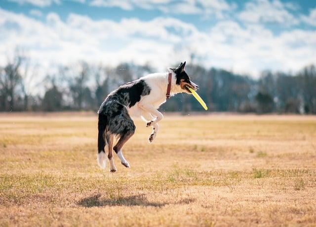 How to Correct Your Dog’s Jumping Behavior