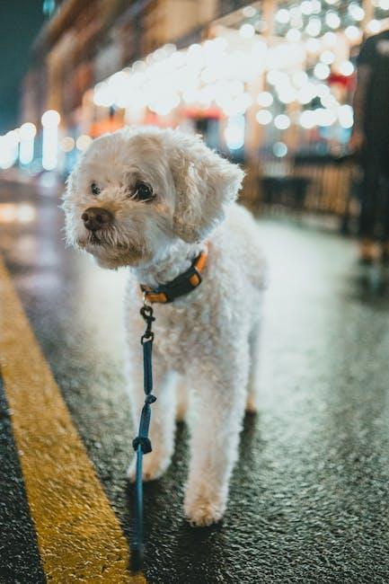 Creating a Safe and Enjoyable Night Walk Routine