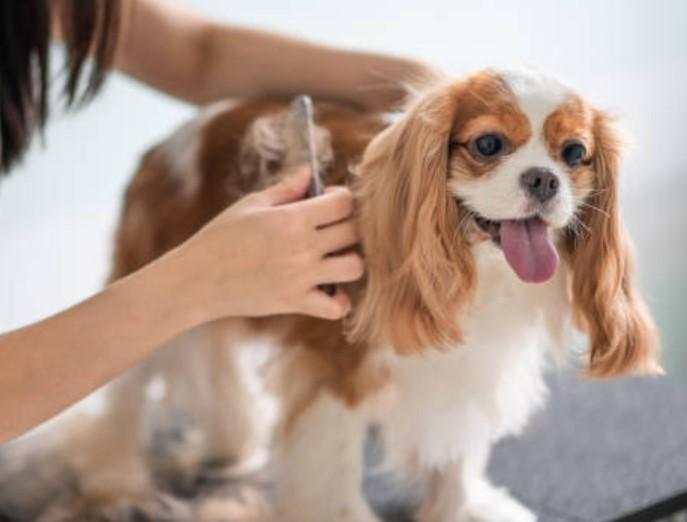 How to Help Your Dog Enjoy Nail Clipping