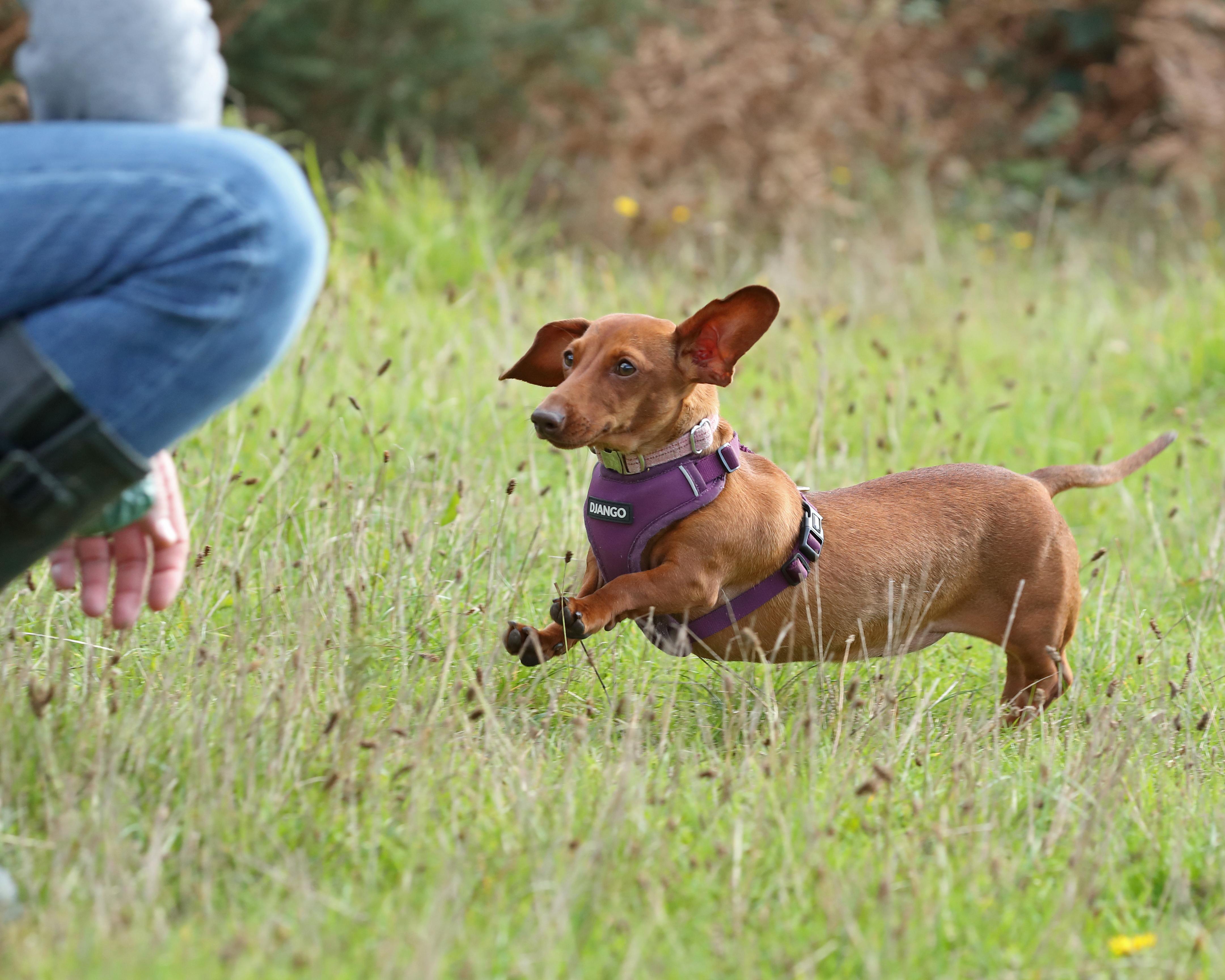 Understanding​ the‌ Unique Challenges of Training Rescue Dogs