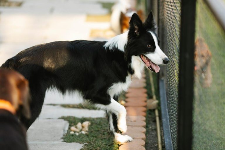 How to Set Boundaries for Your Dog at Home