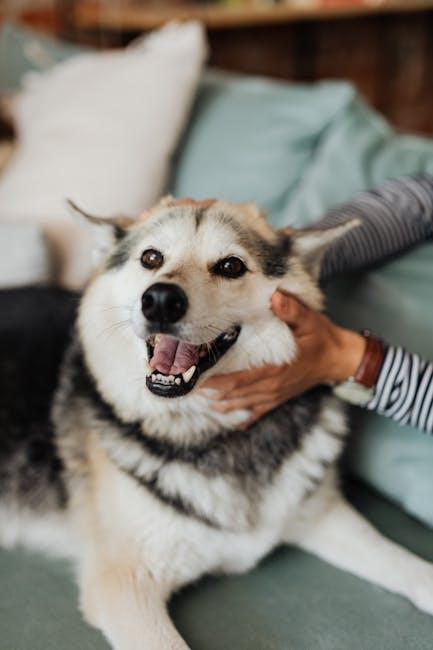 Understanding Canine Social Behavior