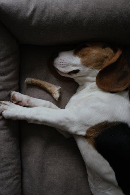 The Dangers of Feeding Dogs Bones